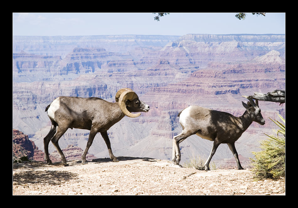 South Rim am Grand Canyon