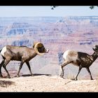 South Rim am Grand Canyon