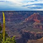 South Rim flower