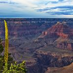 South Rim flower