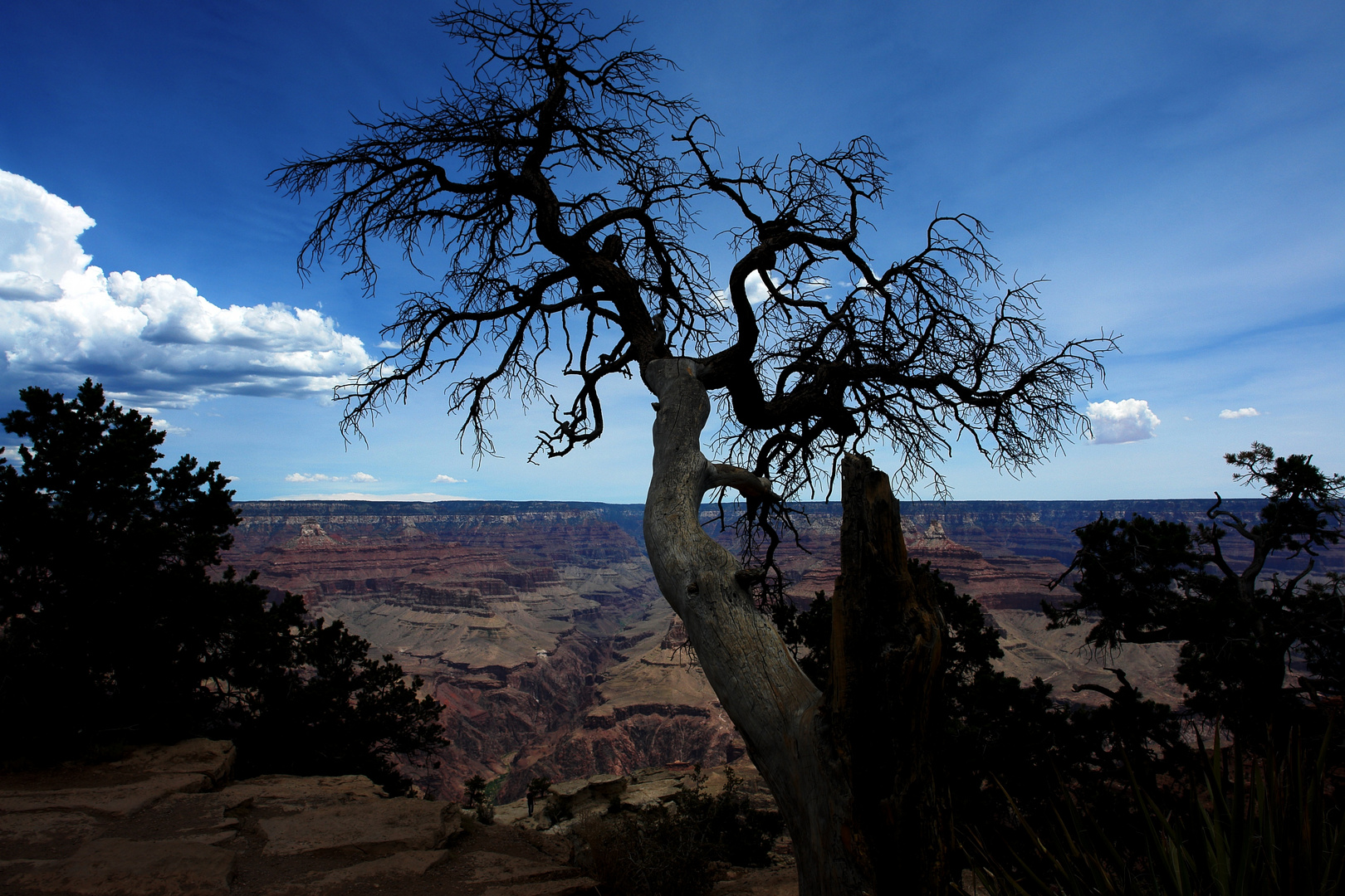 South Rim View