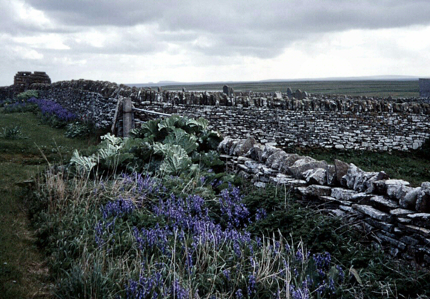 South Ronaldsay roadside