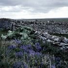 South Ronaldsay roadside