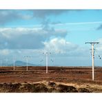 South Uist Trees