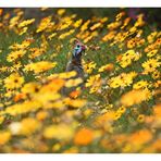 [southafrica] ... flowers, flowers and ... a guinea fowl