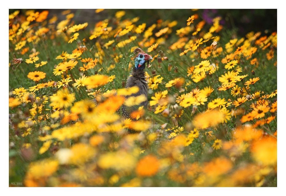 [southafrica] ... flowers, flowers and ... a guinea fowl