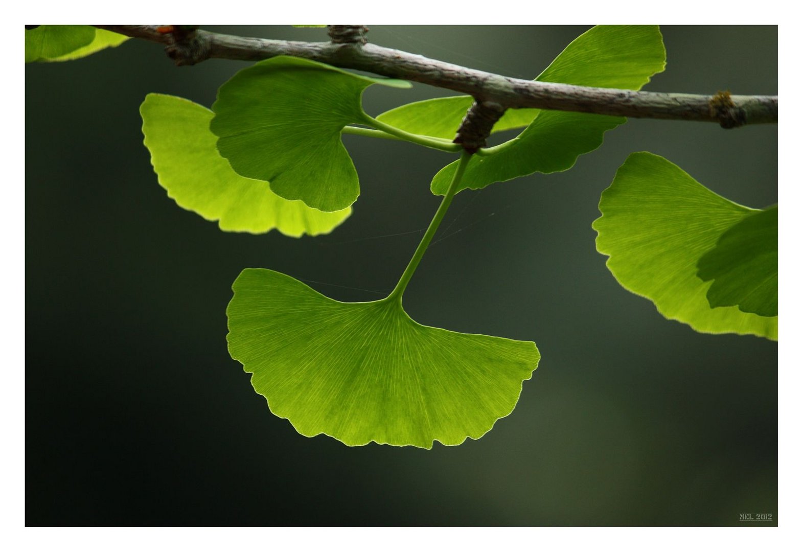 [southafrica] ... ginkgo