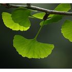 [southafrica] ... ginkgo