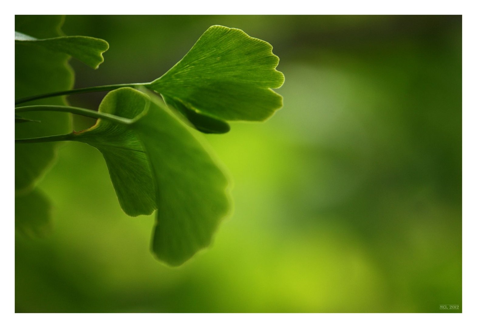 [southafrica] ... ginkgo II