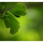 [southafrica] ... ginkgo II