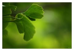 [southafrica] ... ginkgo II