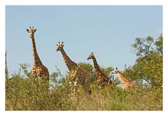 [southafrica] ... Giraffenstaffel