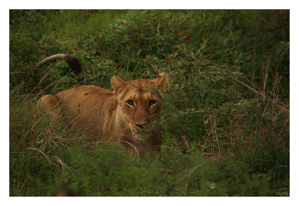 [southafrica] ... lioness at dusk