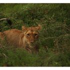 [southafrica] ... lioness at dusk