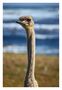 [southafrica] ... long neck by Meleah 