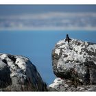 [southafrica] ... mountain with a view II