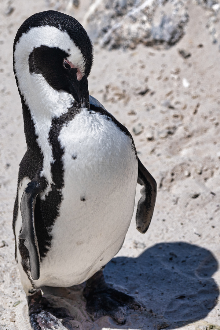 Southafrica Pinguin