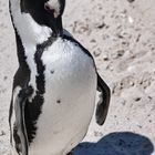 Southafrica Pinguin