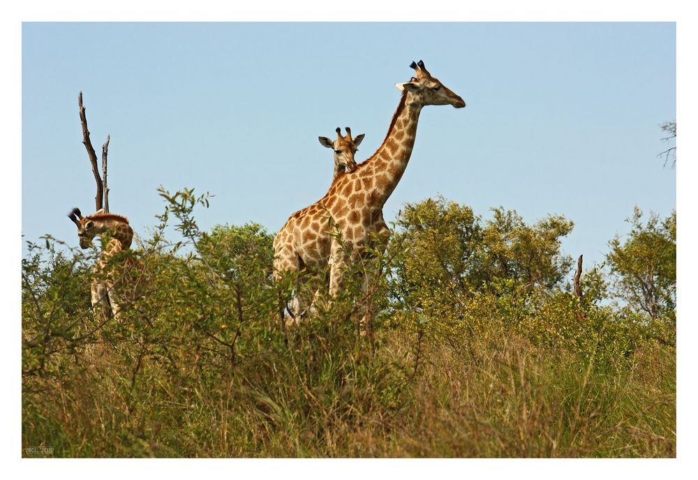 [southafrica] ... snuggle up to mom