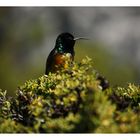 [southafrica] ... the sunbird