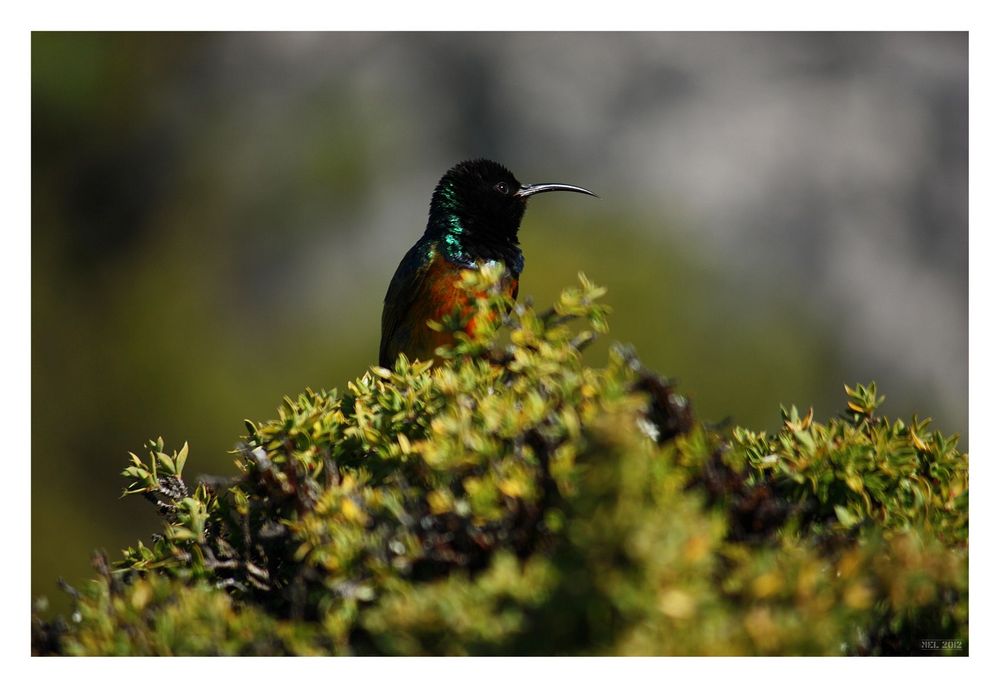 [southafrica] ... the sunbird