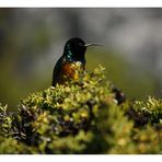 [southafrica] ... the sunbird