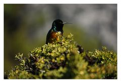 [southafrica] ... the sunbird