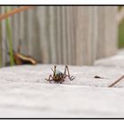 Southeastern Lubber Grasshopper