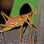 Southeastern Lubber Grasshopper (Romalea guttata)
