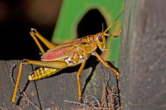 Southeastern Lubber Grasshopper (Romalea guttata)