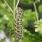 Southeastern Swallowtail Butterly caterpillar