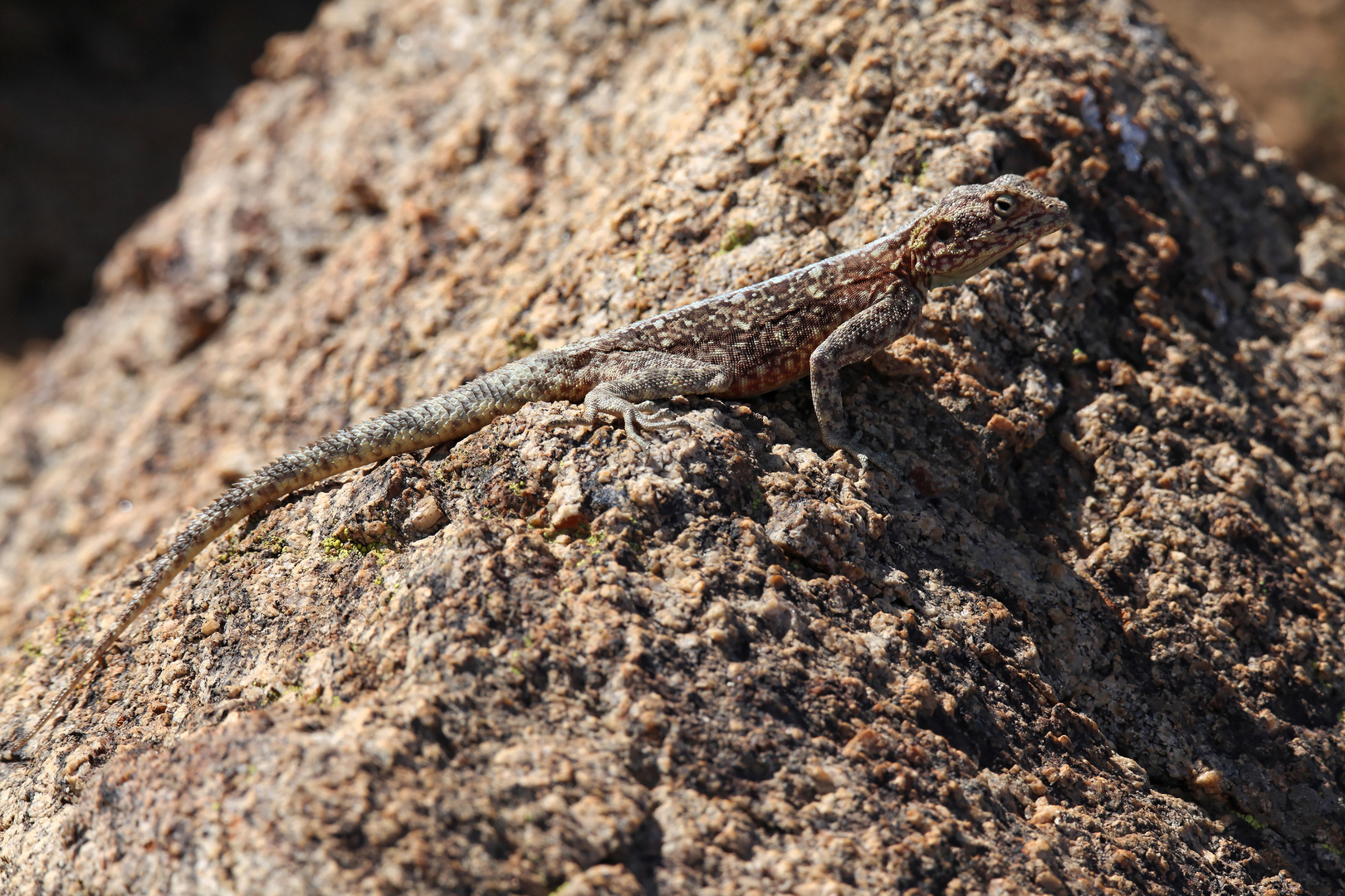 Southern African rock agama