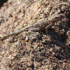 Southern African rock agama