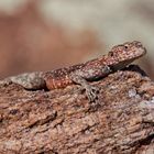 Southern African rock agama_1