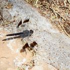 Southern Banded Groundling 