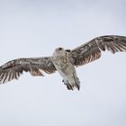 Southern Black-backed Gull