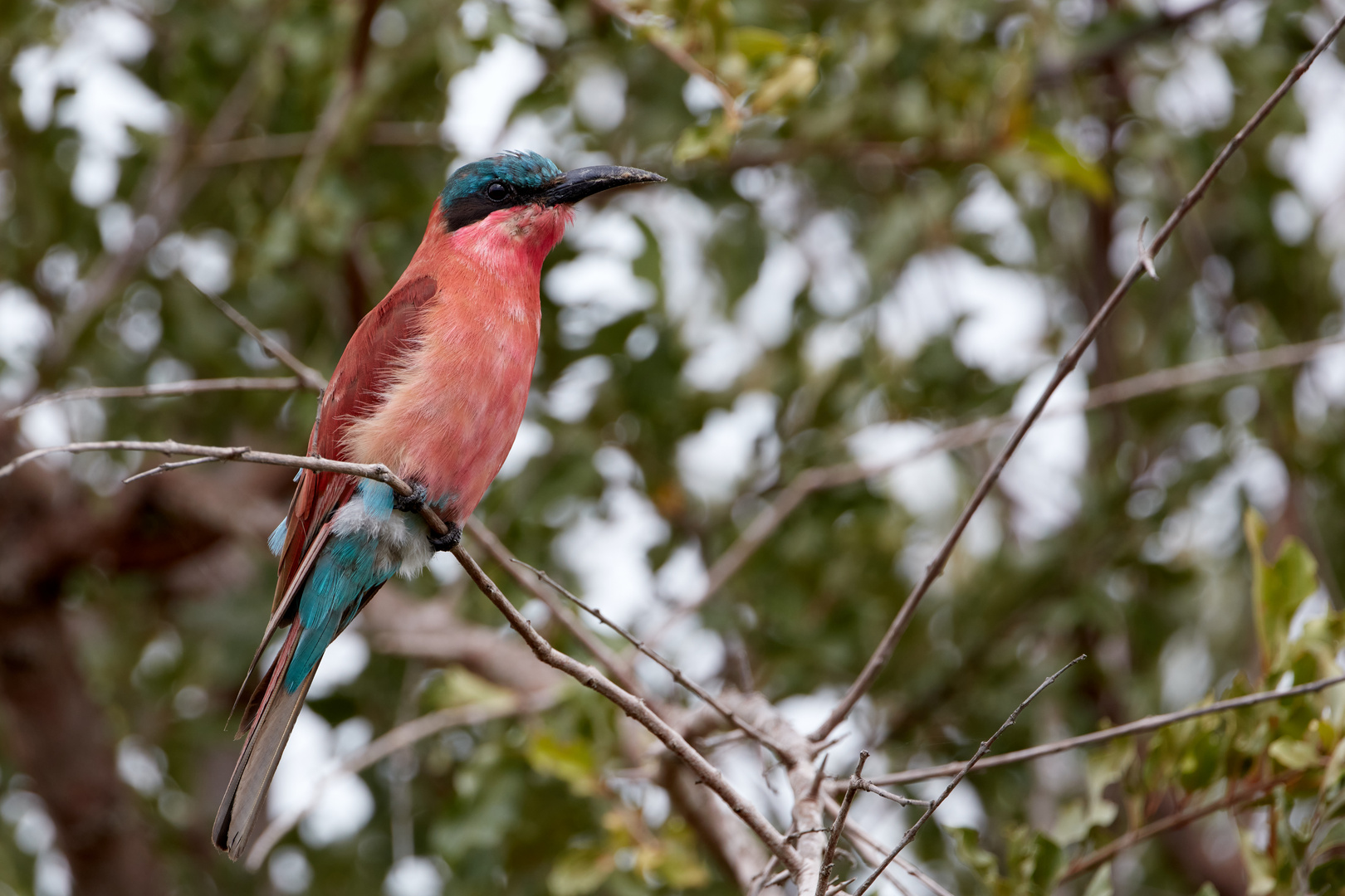 Southern Carmine Bee-eater