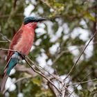 Southern Carmine Bee-eater