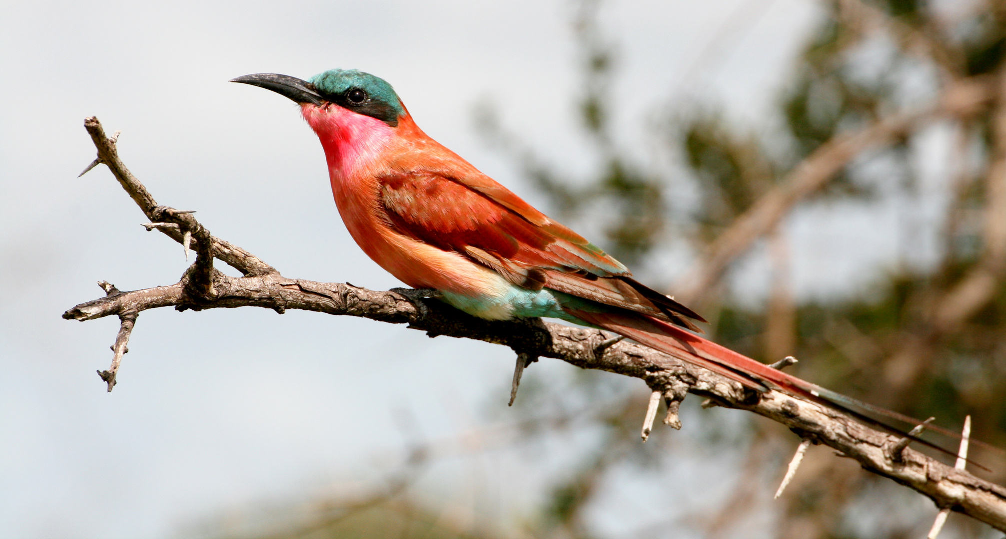 Southern carmine bee-eater