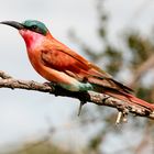 Southern carmine bee-eater