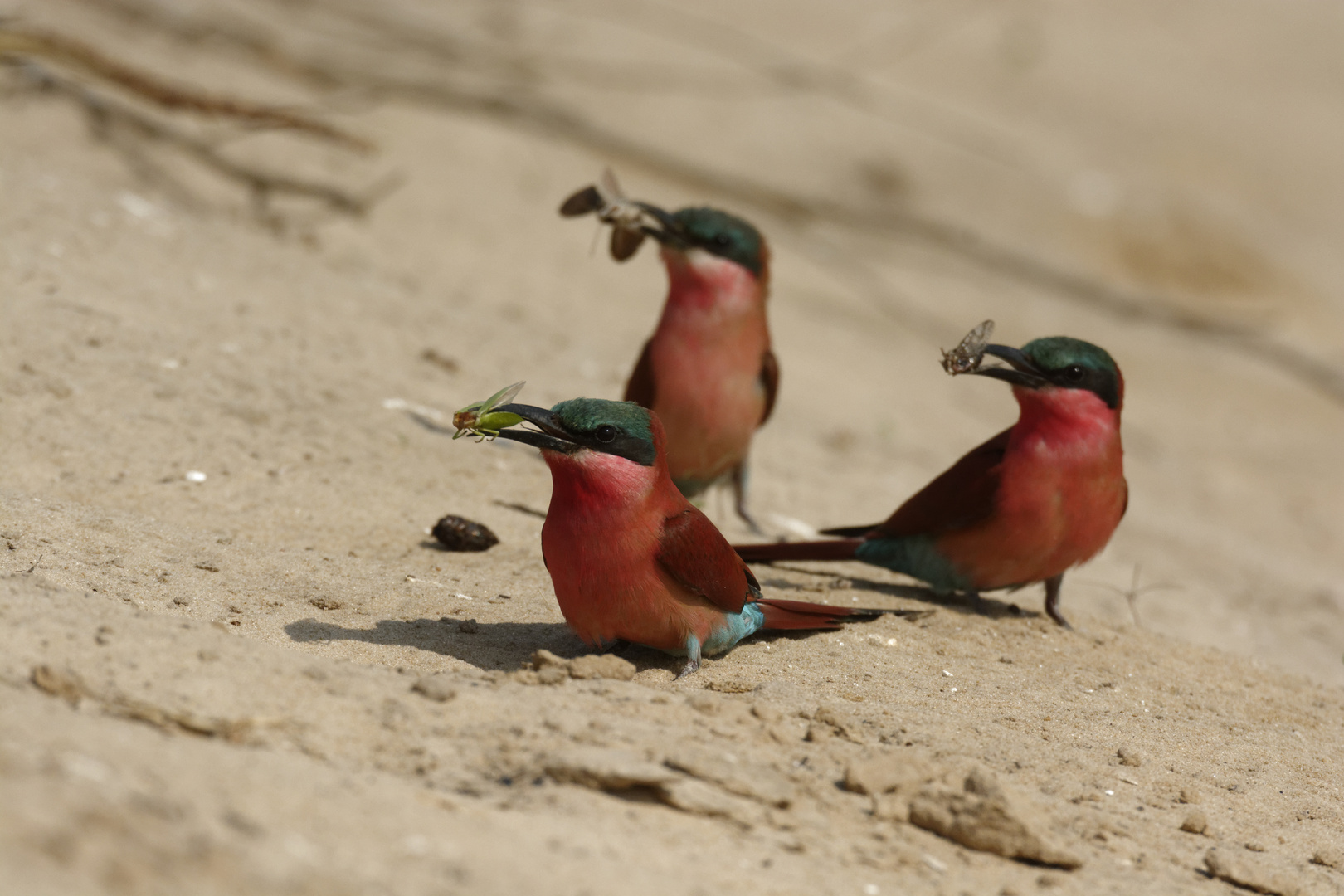 Southern Carmine Bee-Eater