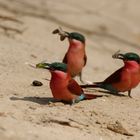 Southern Carmine Bee-Eater