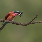 Southern Carmine Bee-eater (Bienenfresser)