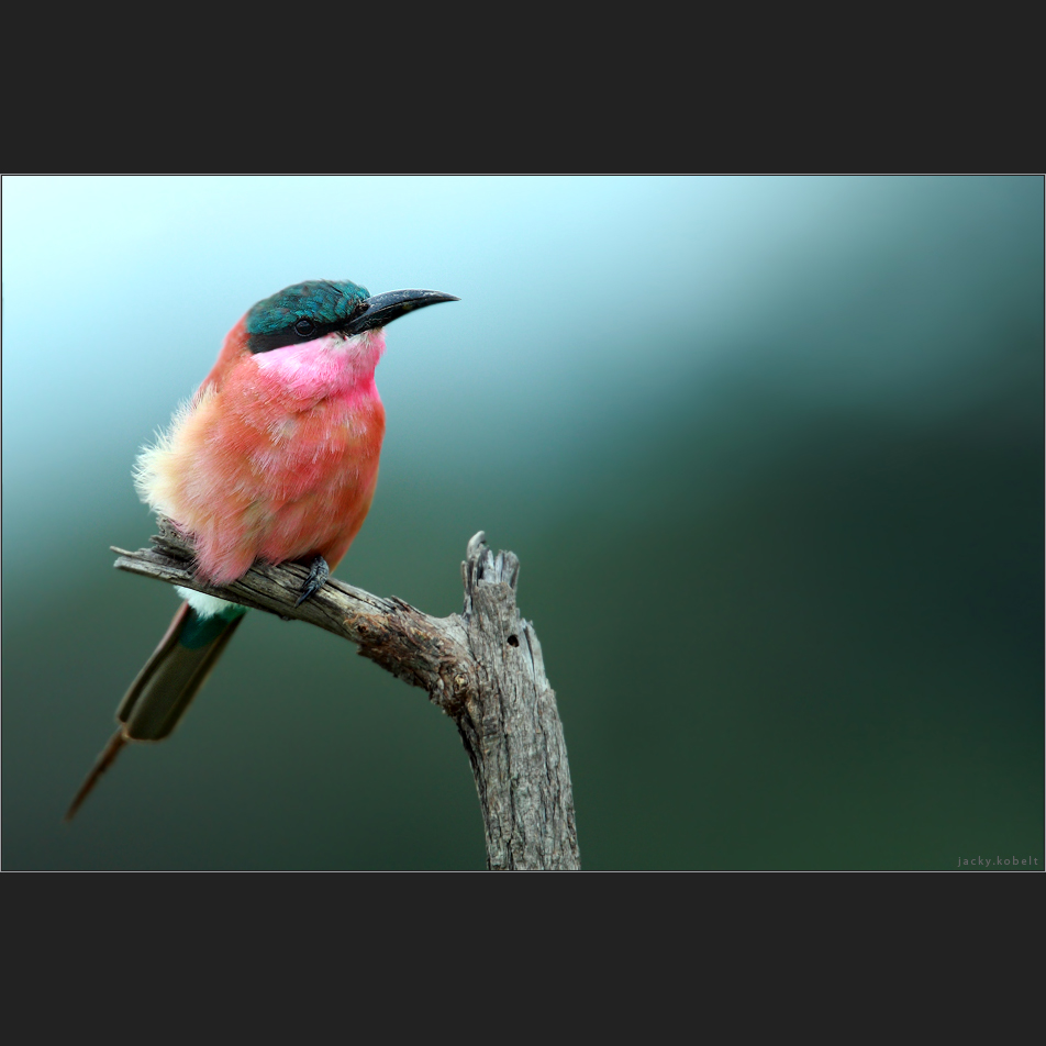 Southern carmine bee-eater