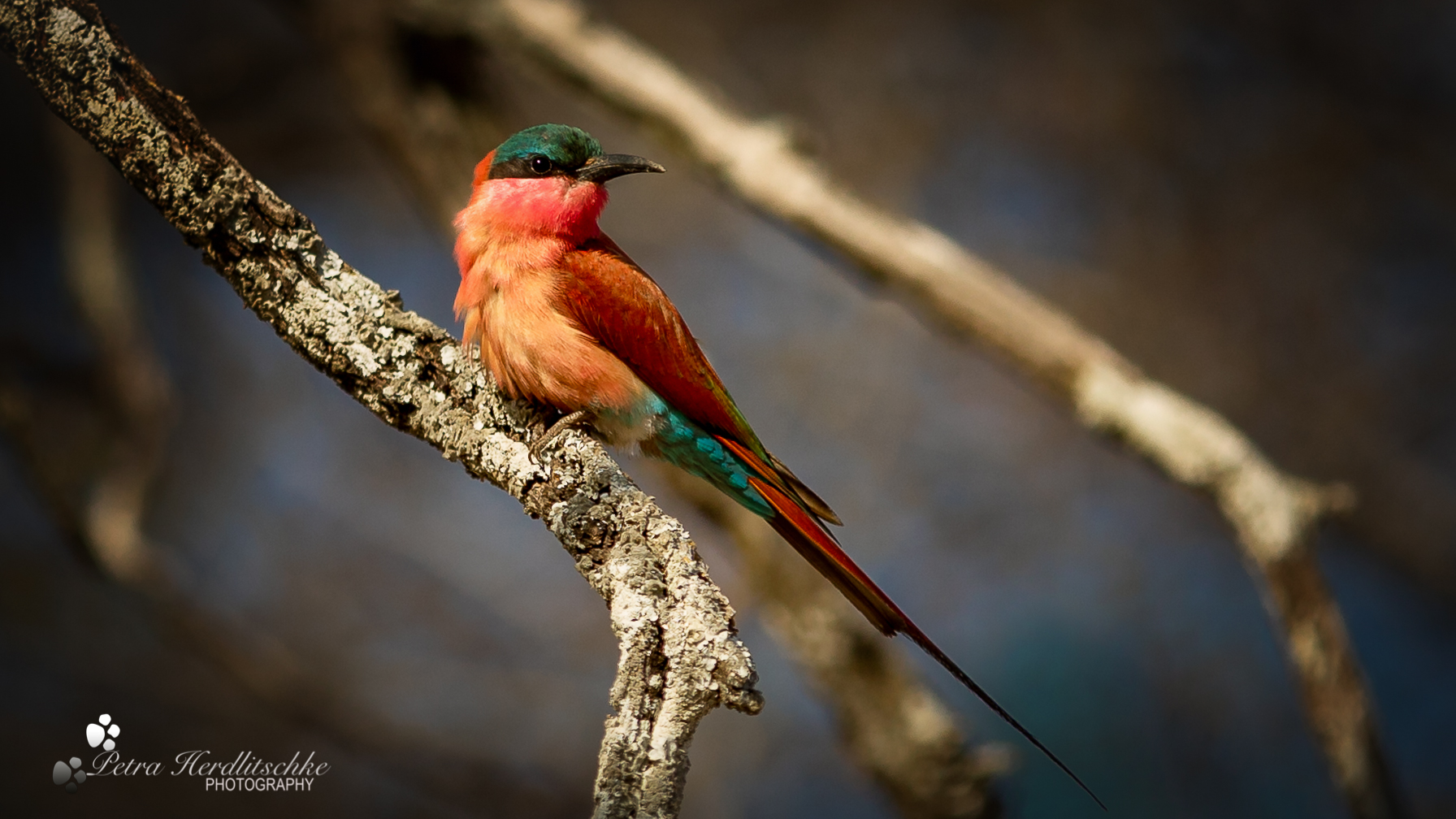 Southern Carmine Bee-Eater  -  Karminspint