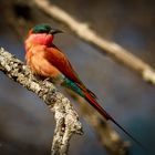 Southern Carmine Bee-Eater  -  Karminspint