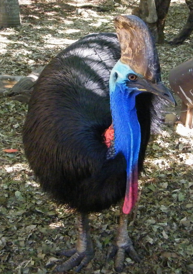 Southern Cassowary.