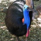 Southern Cassowary.