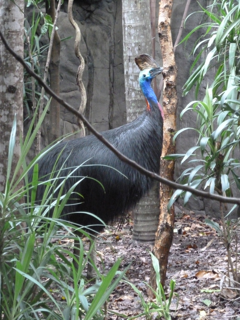 Southern Cassowary