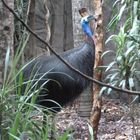 Southern Cassowary